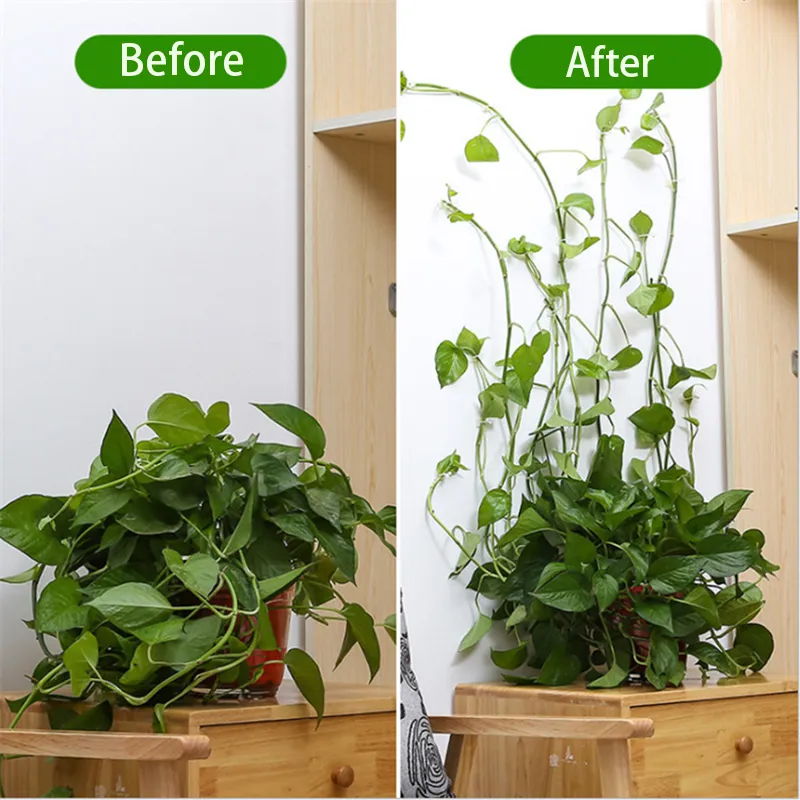 Self-Adhesive Plant Holder Mini Wall Clips - Image 2